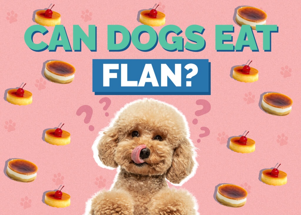 Can Dogs Eat Flan
