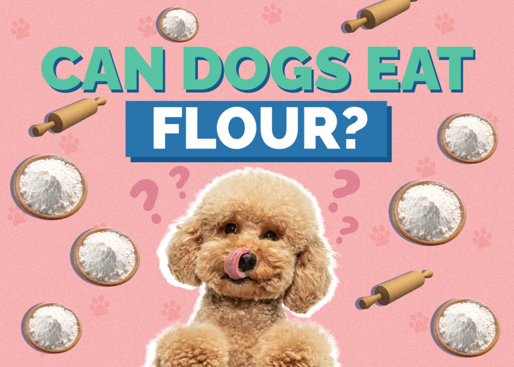 Can Dogs Eat Flour