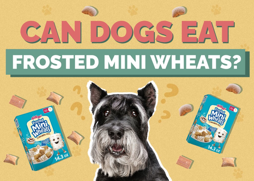 Can Dogs Eat Frosted Mini-Wheats