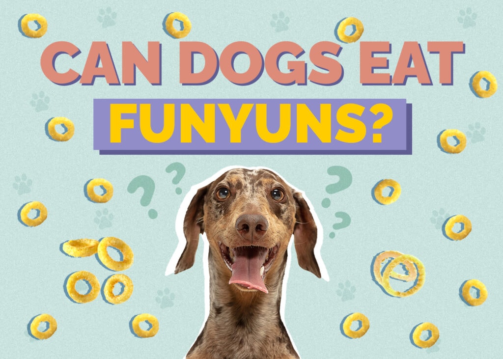 Can Dogs Eat Funyuns