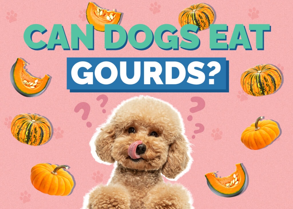Can Dogs Eat Gourds