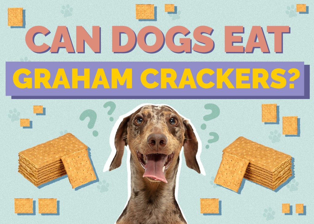 Can Dogs Eat Graham Crackers