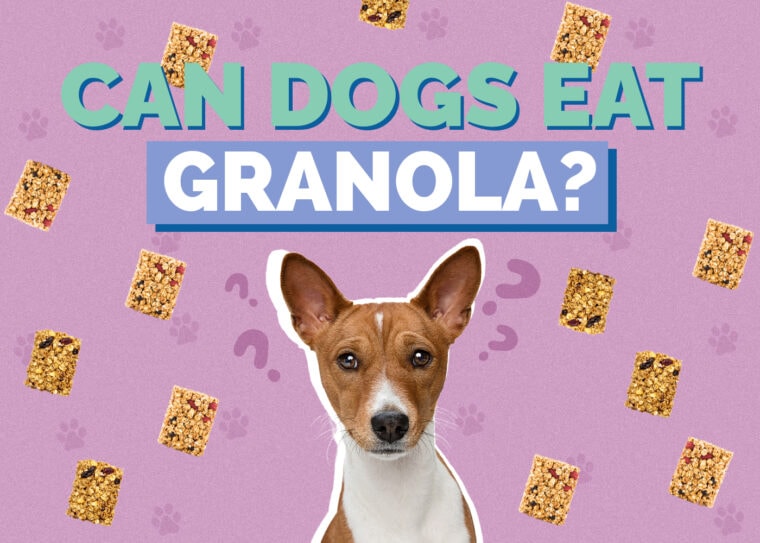 Can Dogs Eat Granola? Vet Reviewed Nutrition Facts & Safety Guide ... - Can Dogs Eat Healthy Banana Almond Butter Granola
