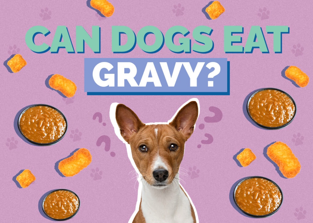 Can Dogs Eat Gravy