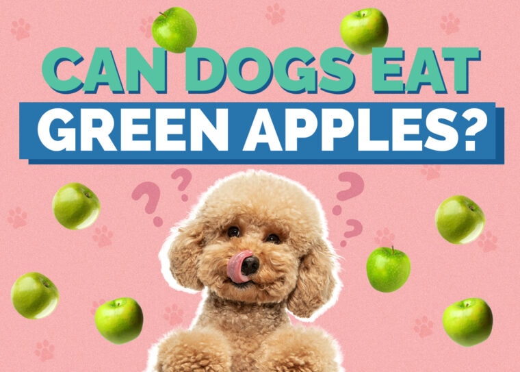 Picture of My Dog Ate an Apple Core! Here’s What to Do (Vet Answer) | Hepper Pet ...