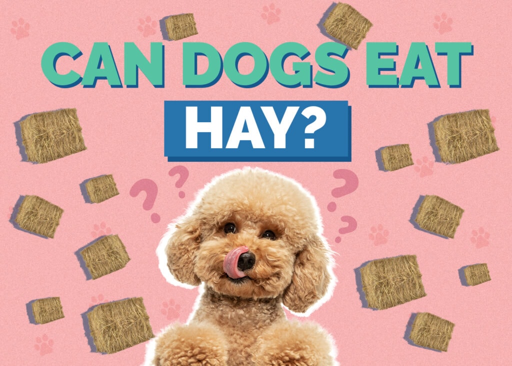 Can Dogs Eat Hay