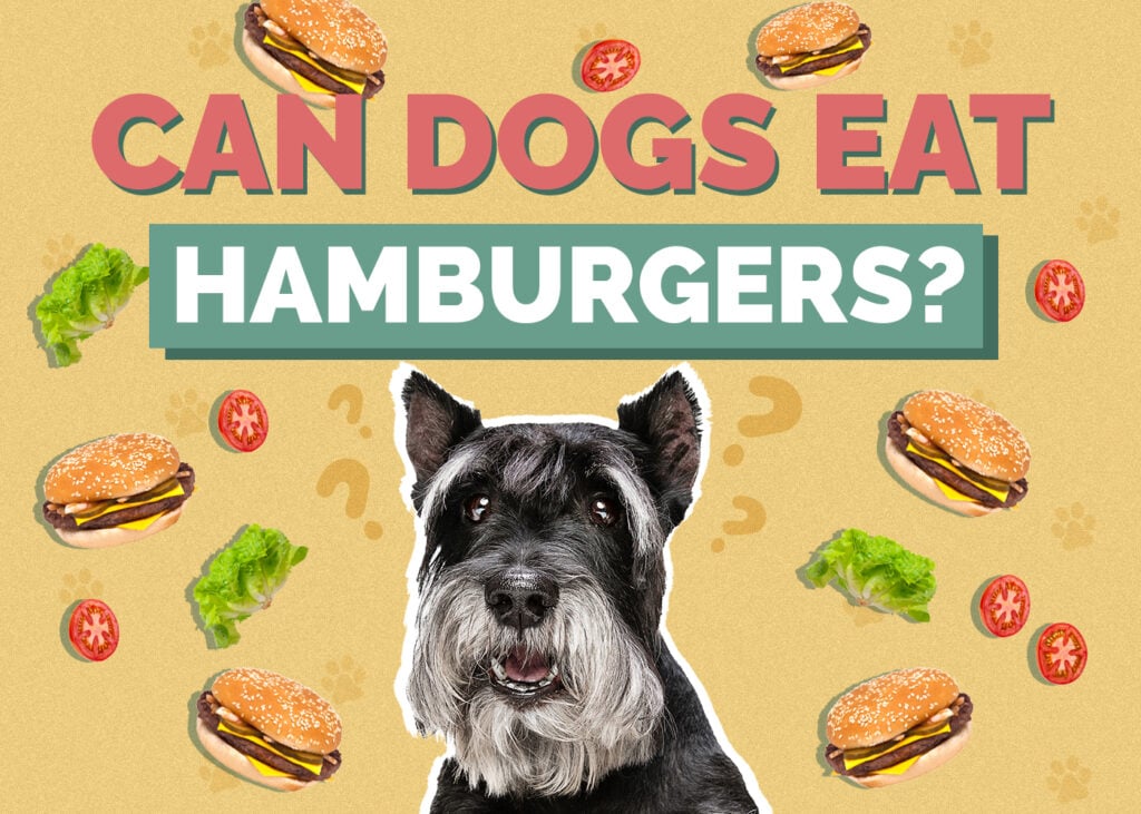 Can Dogs Eat Hamburgers