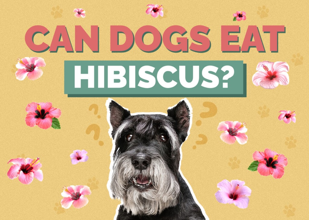 Can Dogs Eat Hibiscus