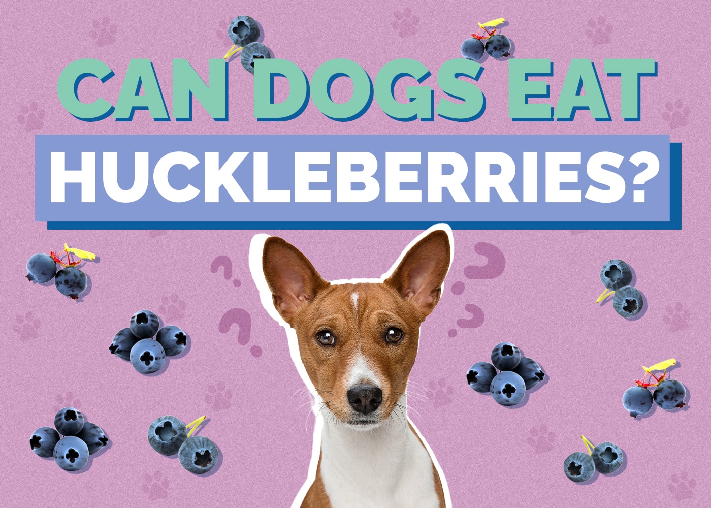 Can Dogs Eat Huckleberries