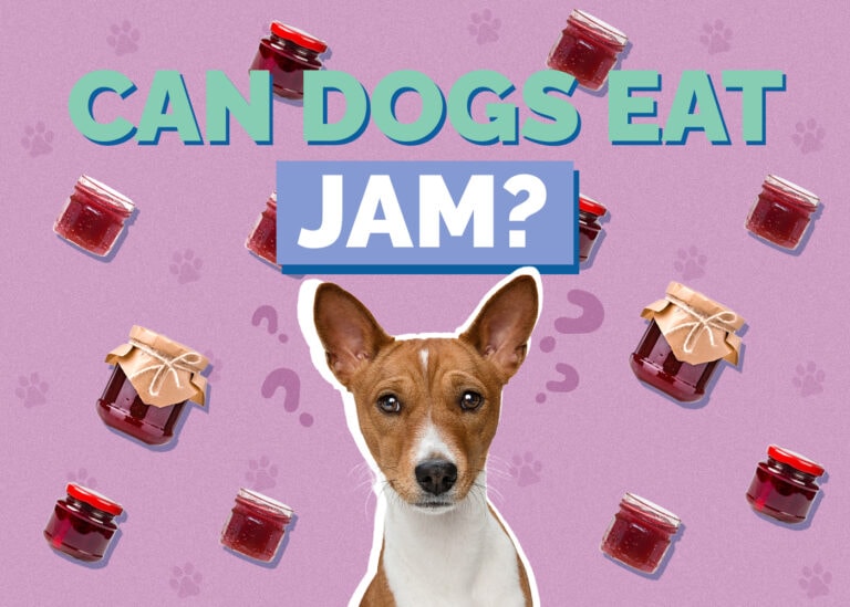Picture of Can Dogs Eat Jam? Vet Reviewed Facts & FAQ | Hepper Pet Resources