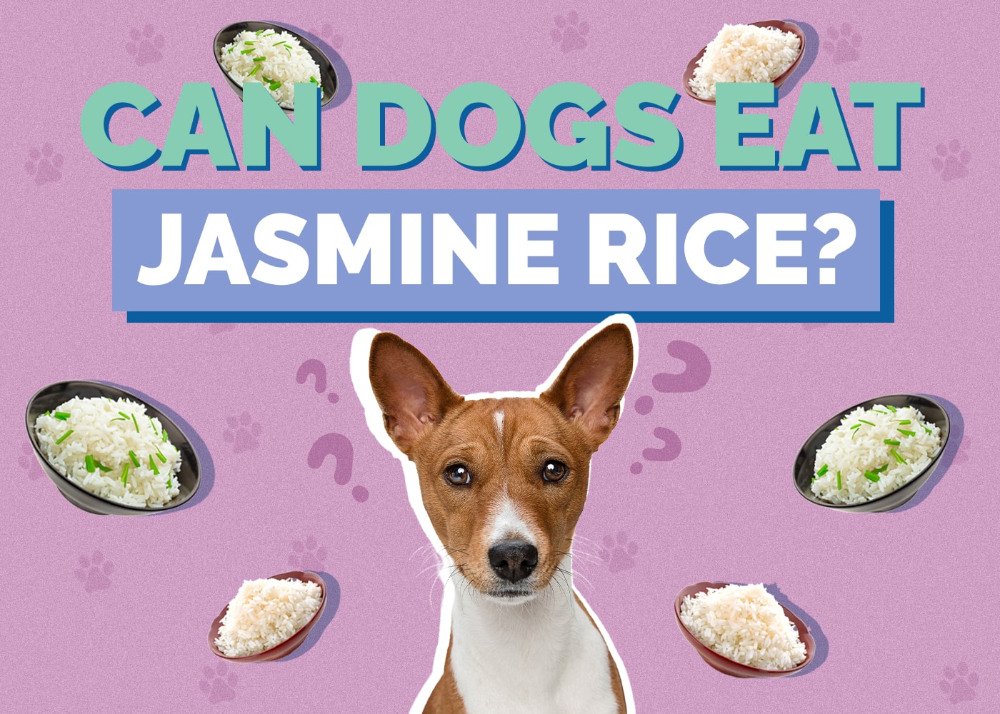 Can Dogs Eat Jasmine Rice