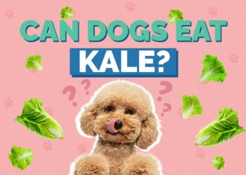 Can Dogs Eat Kale? Vet Approved Facts & FAQ Hepper Pet Resources