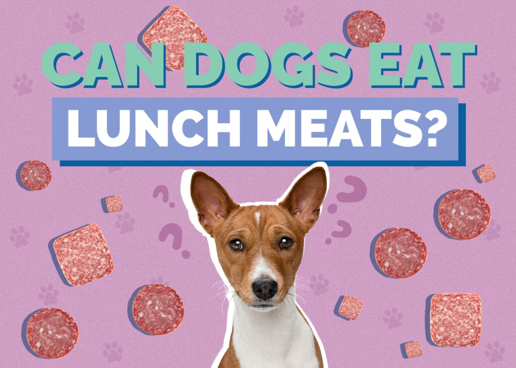 Can Dogs Eat Lunch Meats