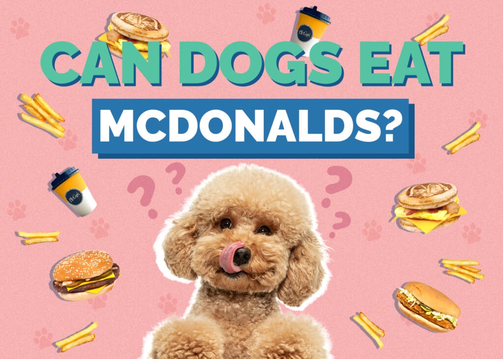 Can Dogs Eat McDonald’s