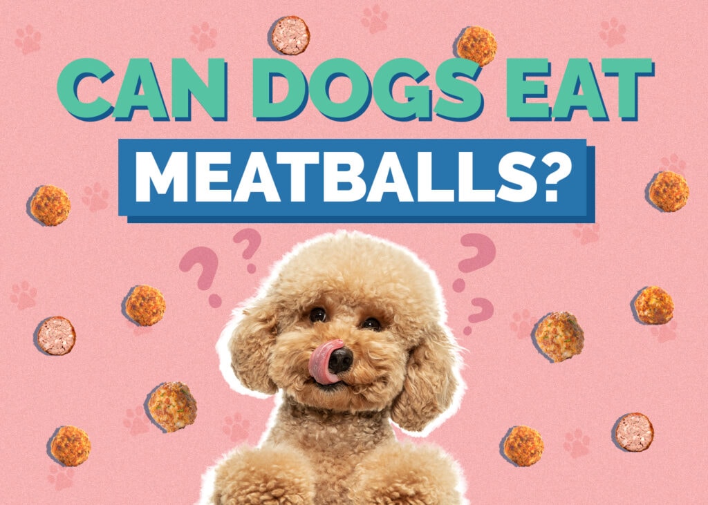 Can Dogs Eat Meatballs