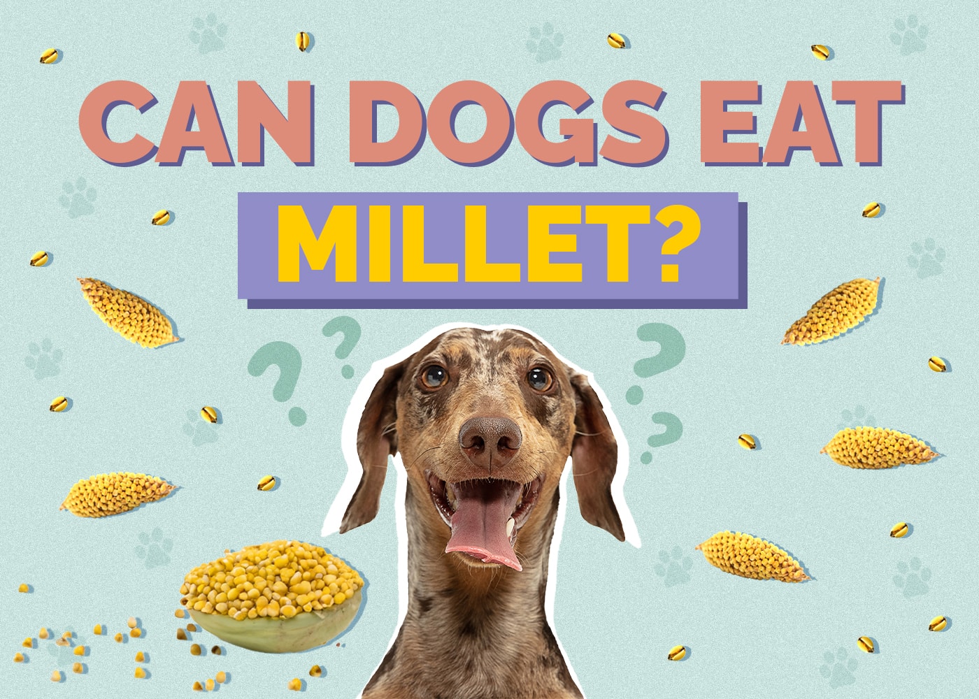 Can Dogs Eat Millet