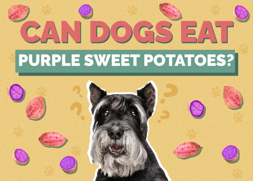 Can Dogs Eat Purple Sweet Potatoes