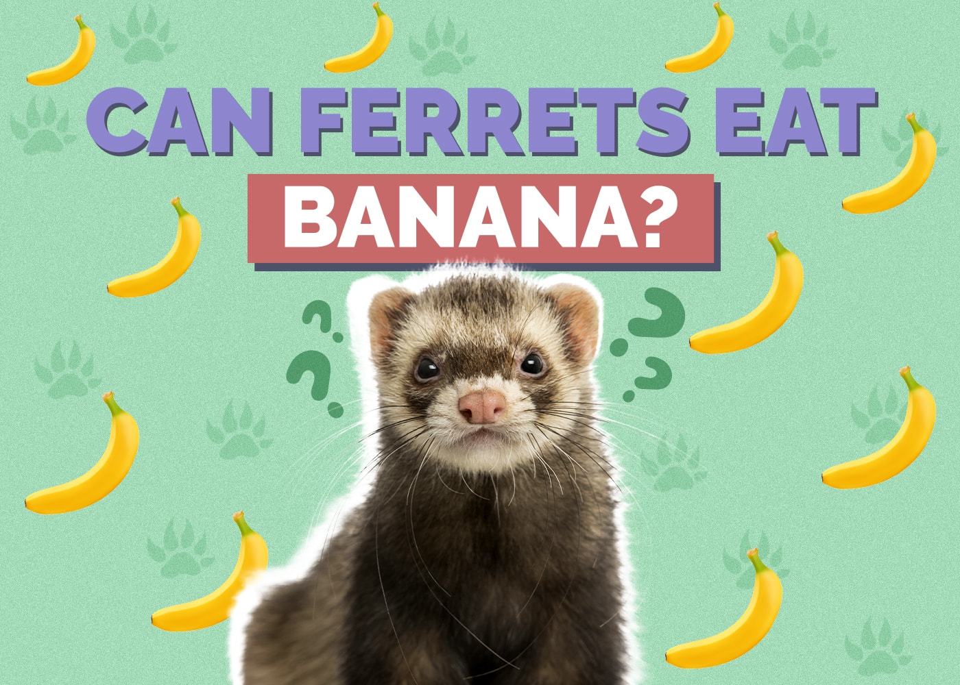 Can Ferrets Eat Bananas