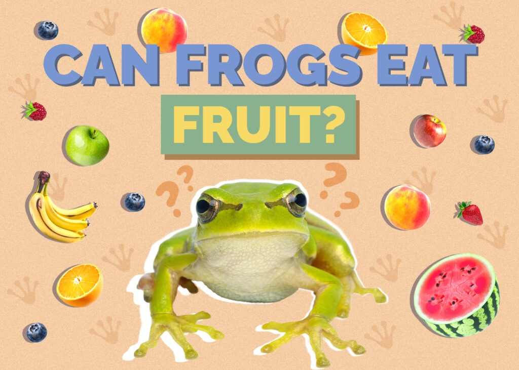 Can Frogs Eat Fruit