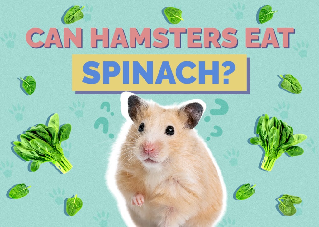 Can Hamsters Eat Spinach