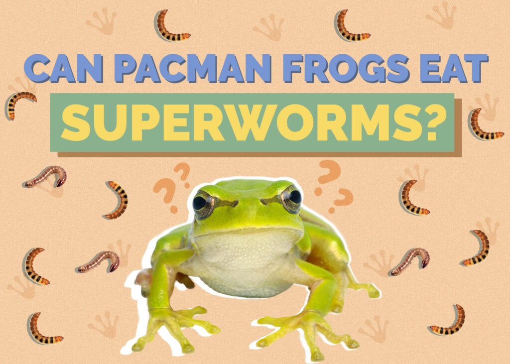 Can Bearded Dragons Eat Superworms
