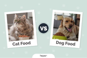 Cat Food vs. Dog Food: Main Differences Explained | Hepper Pet Resources