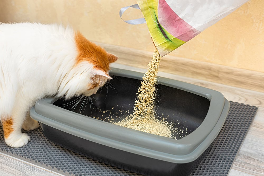 cat looking at the litter box being filled with litter