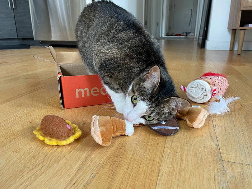cat loving the meowbox toys