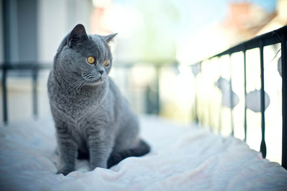 cat sitting on a comfy space in balcony