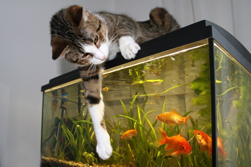 cat sitting on the aquarium