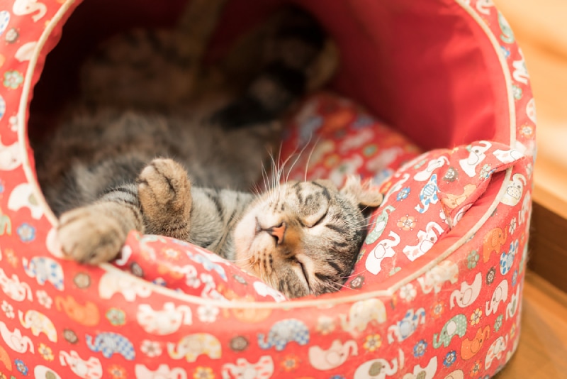 cat sleeping on a colorful cat cave bed