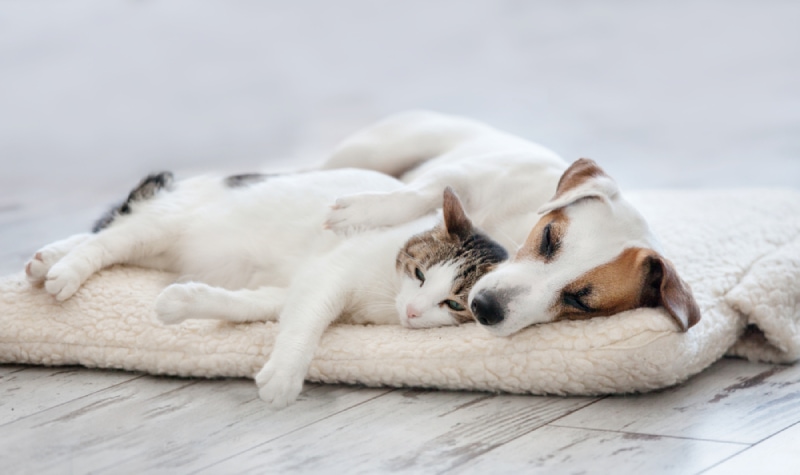 cat sleeping with dog on an orthopedic bed at home