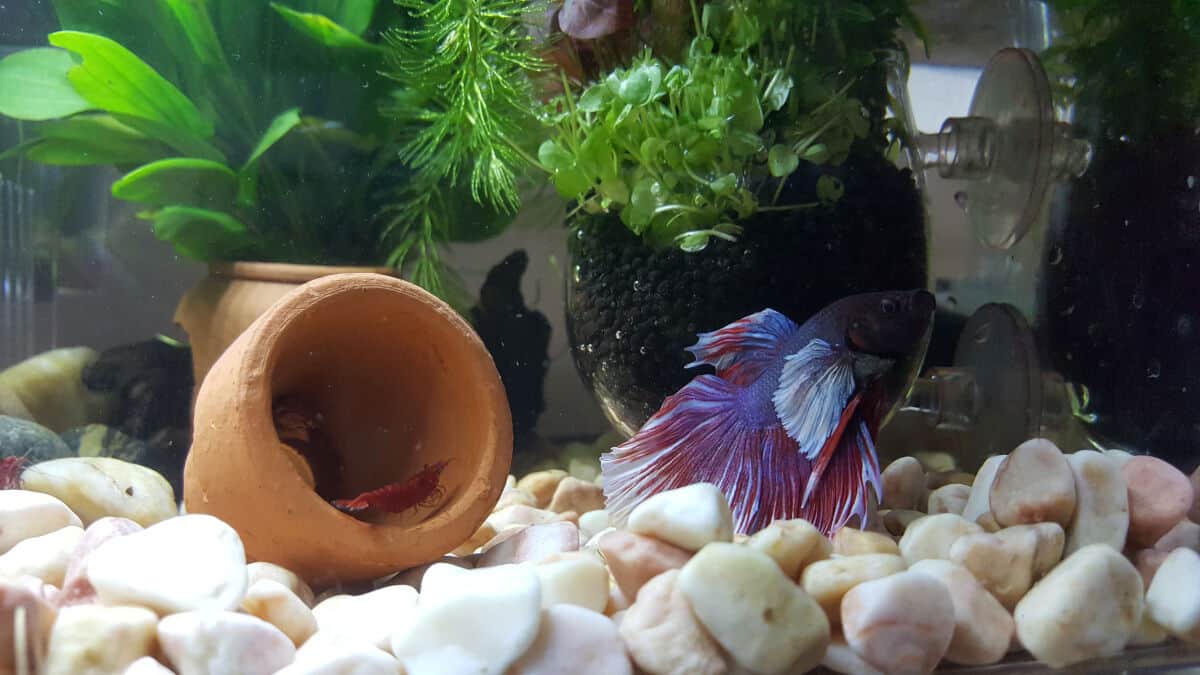 A blue betta fish swimming above large white gravel at the bottom of its tank