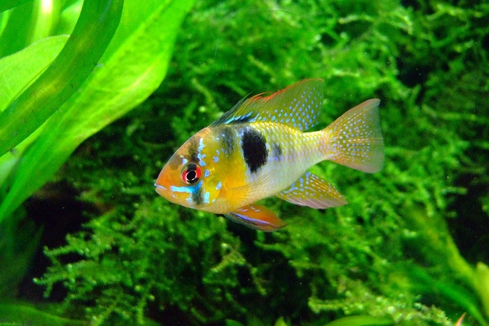 cichlid in freshwater aquarium