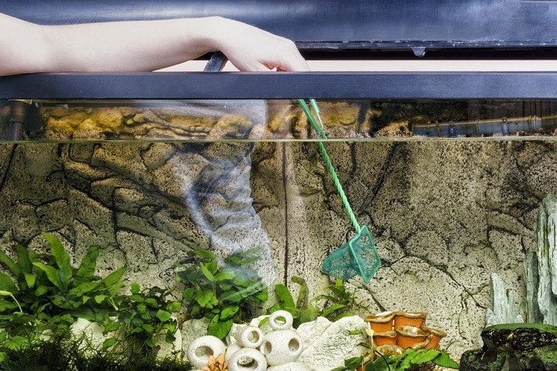 cleaning aquarium with scoop-net_Alexander Geiger_shutterstock