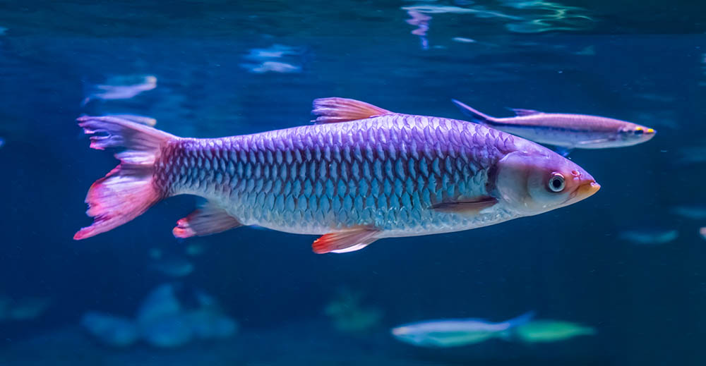 close up apollo shark
