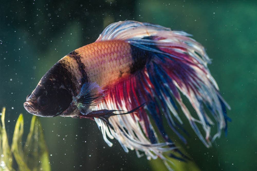closeup sick betta fish