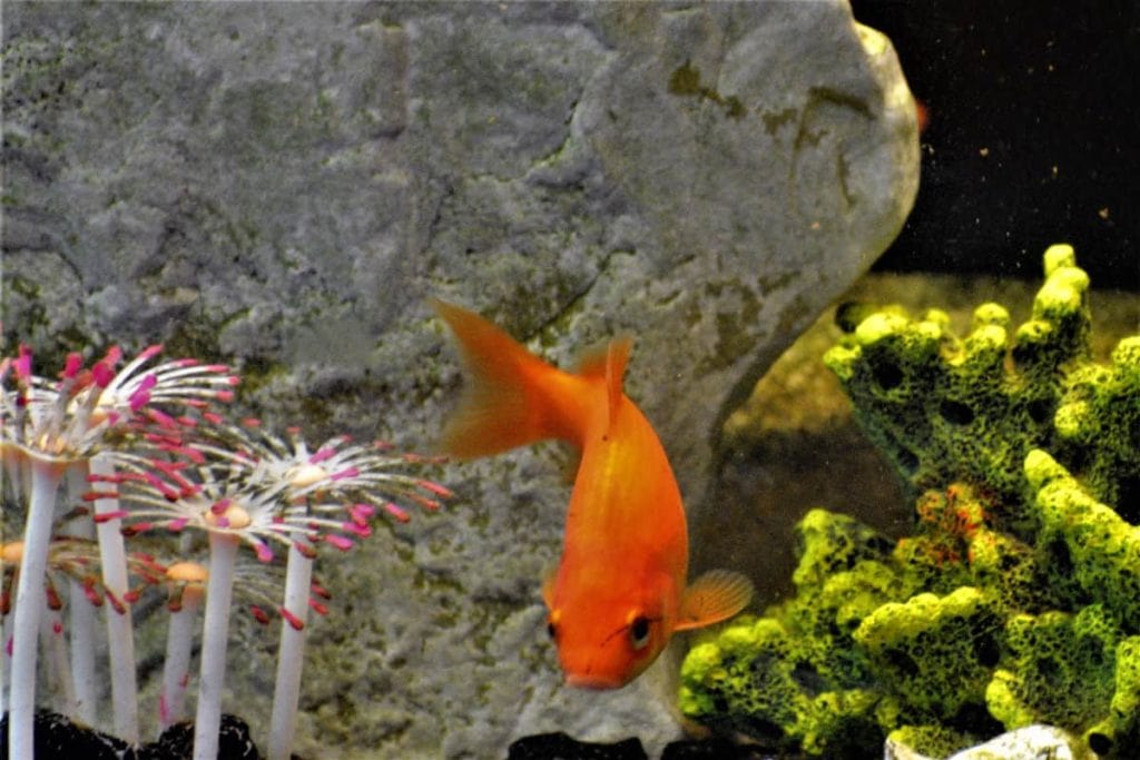 common goldfish