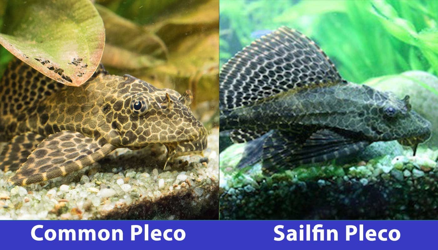 common pleco vs sailfin pleco