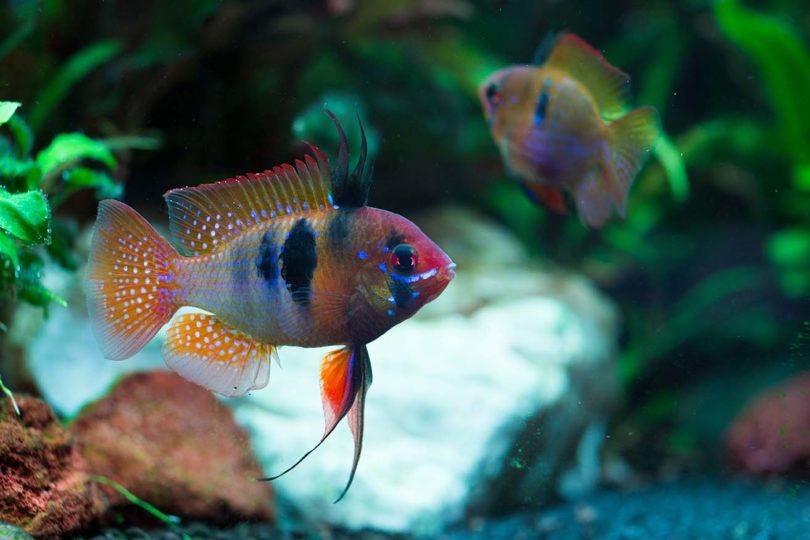 couple of german blue ram