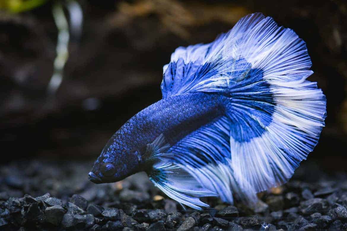 Close up of blue half moon betta fish nosing in black gravel substrate