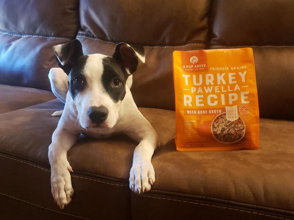 dog and a pup above chicka chicka bow wow recipe
