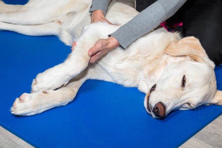 Safe Exercises for Dogs With Arthritis – 6 Vet-Approved Options