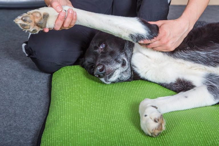 Image showcasing How To Help a Dog With Hip Dysplasia: 11 Vet-Approved Tips | Hepper Pet ...