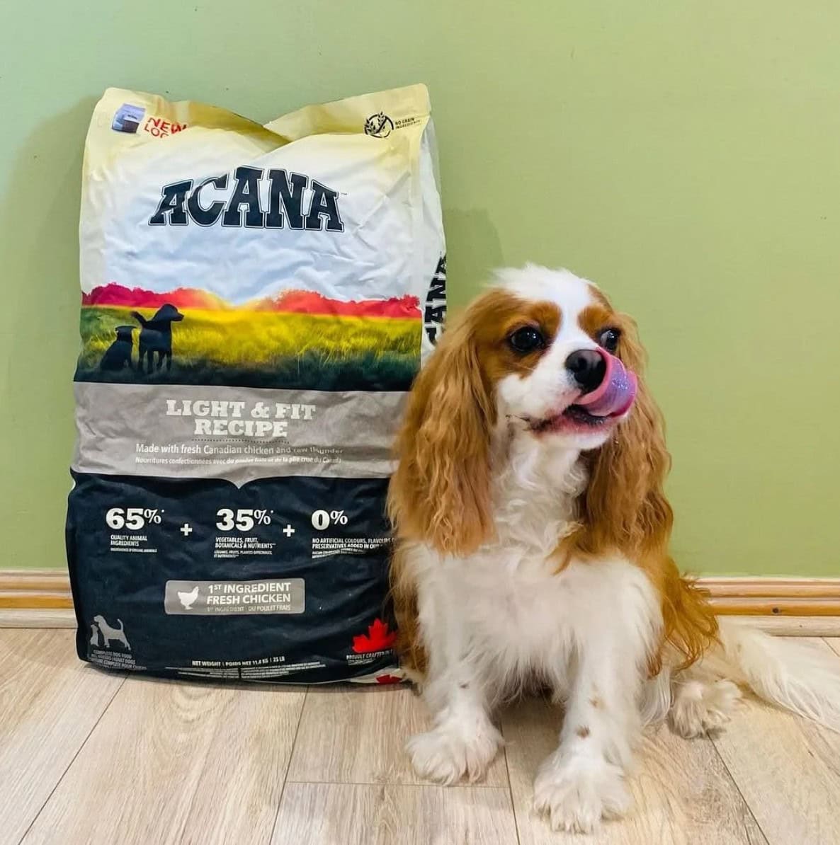 dog sitting in front of acana food bag