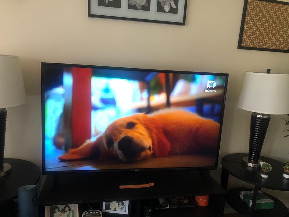 dogtv streaming service