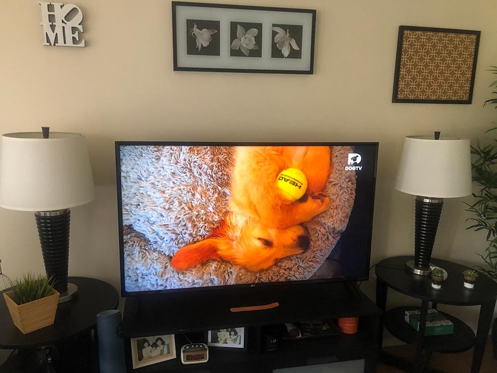 dogtv subscription