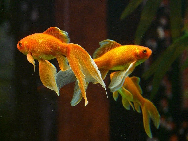 common goldfish