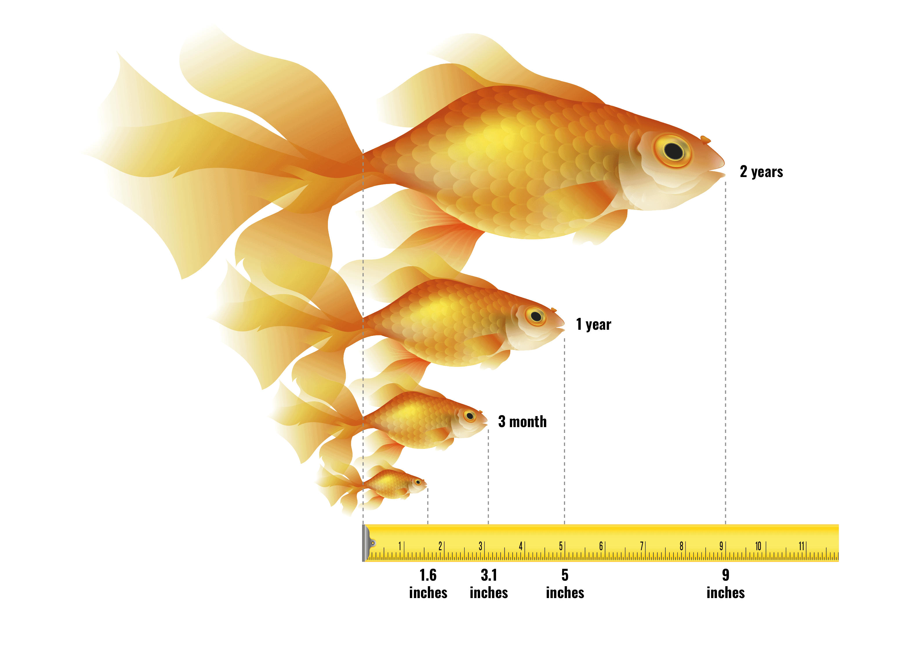 how big do goldfish get