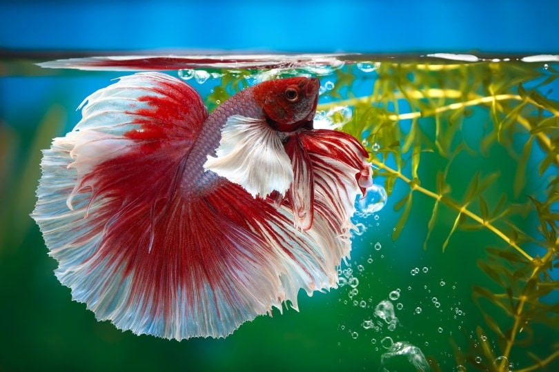 dumbo halfmoon betta